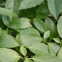 Aucuba japonica 'Concolor' P2A